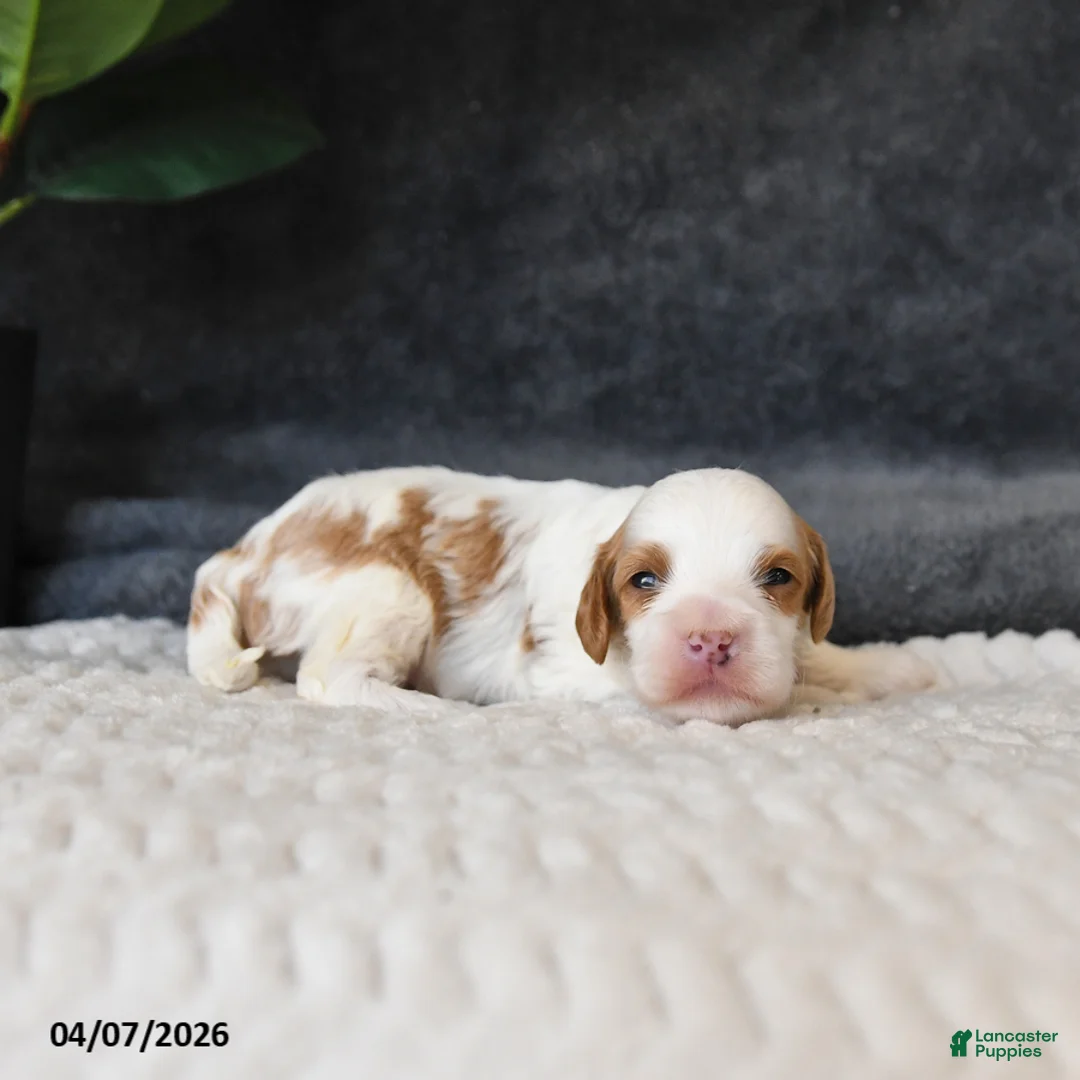 Cavapoo dogs for sale: Marshmallow - Ad 2