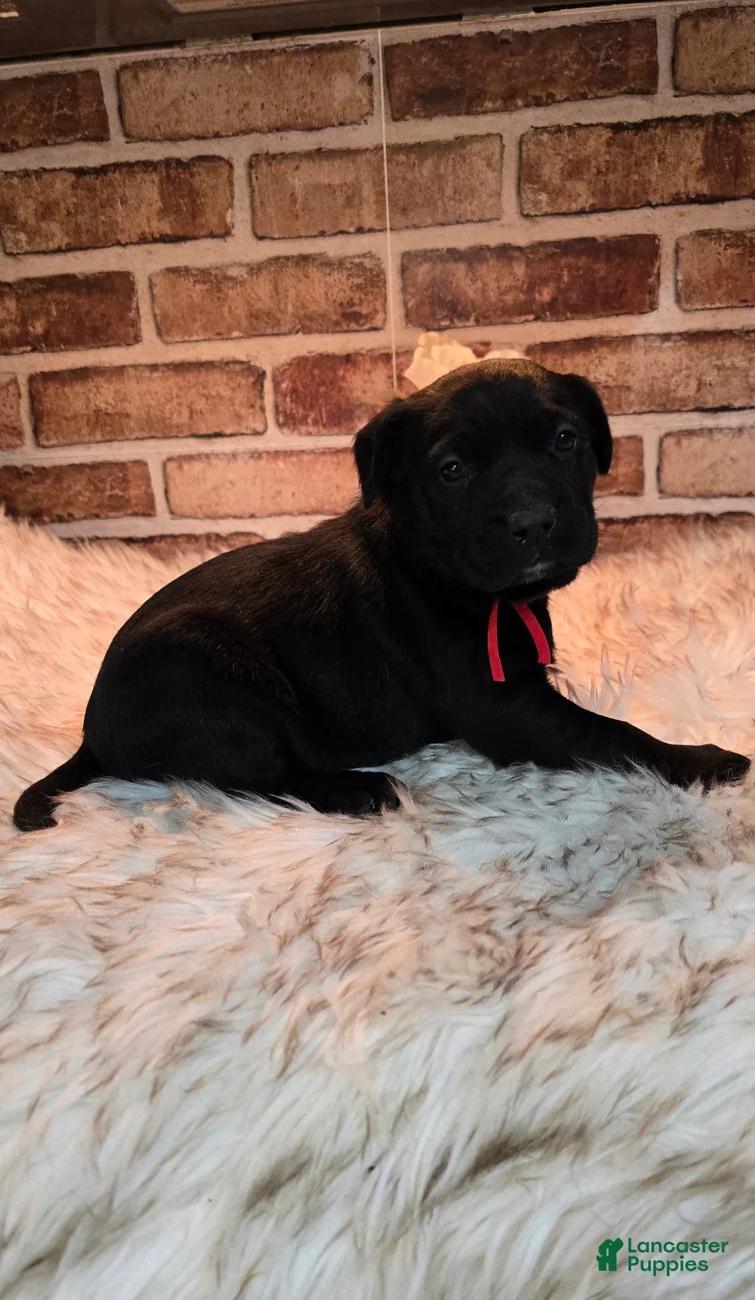 Mixed Breed dogs for sale: Ruby - Ad 1