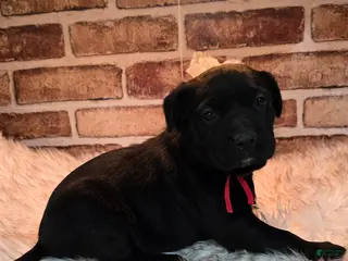 Mixed Breed dogs Ruby - Ad 14