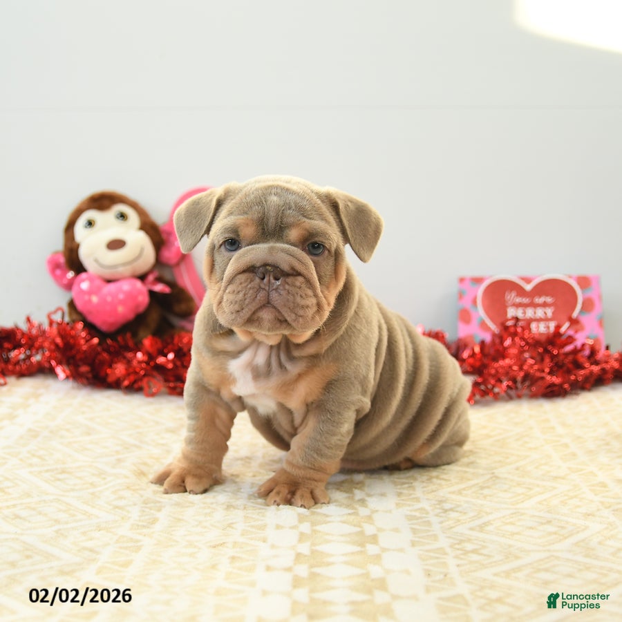 English Bulldog dogs Bear - Ad 2