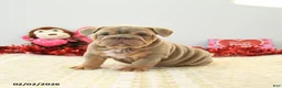 English Bulldog dogs for sale: Bear - Ad 2
