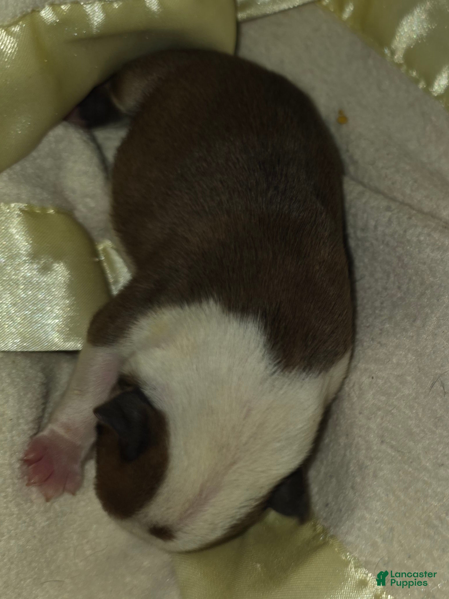 English Bulldog dogs English Bulldog 4 - Ad 2