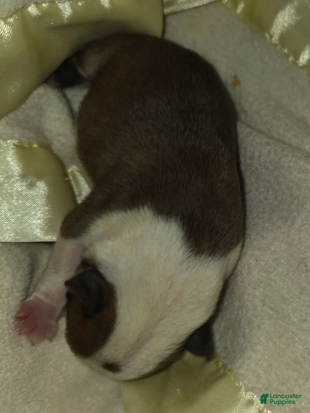 English Bulldog dogs for sale: English Bulldog 4 - Ad 2