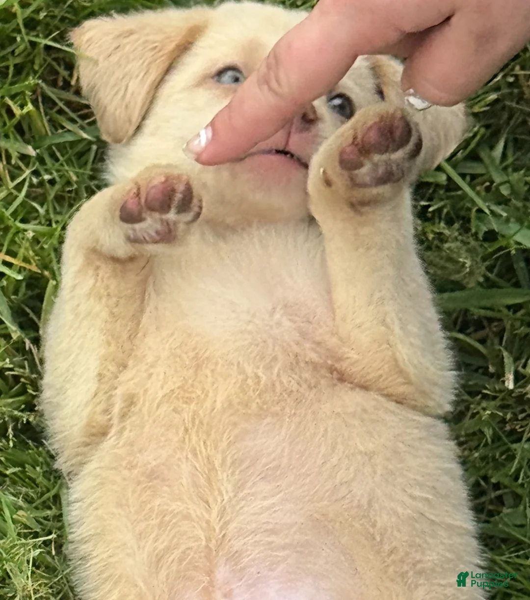 Labrador Retriever dogs for sale: Labrador Retriever Puppy 1 - Ad 16