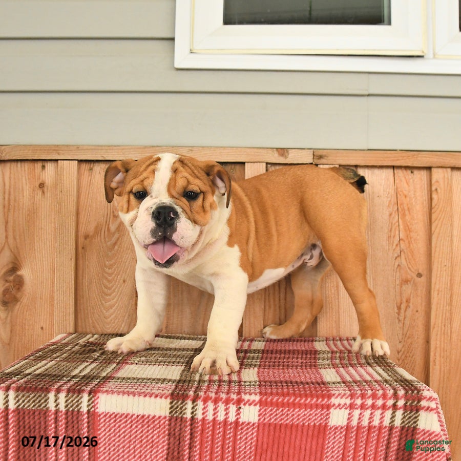 English Bulldog dogs Moose - Ad 1