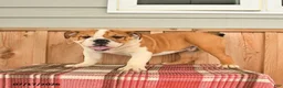 English Bulldog dogs for sale: Moose - Ad 1