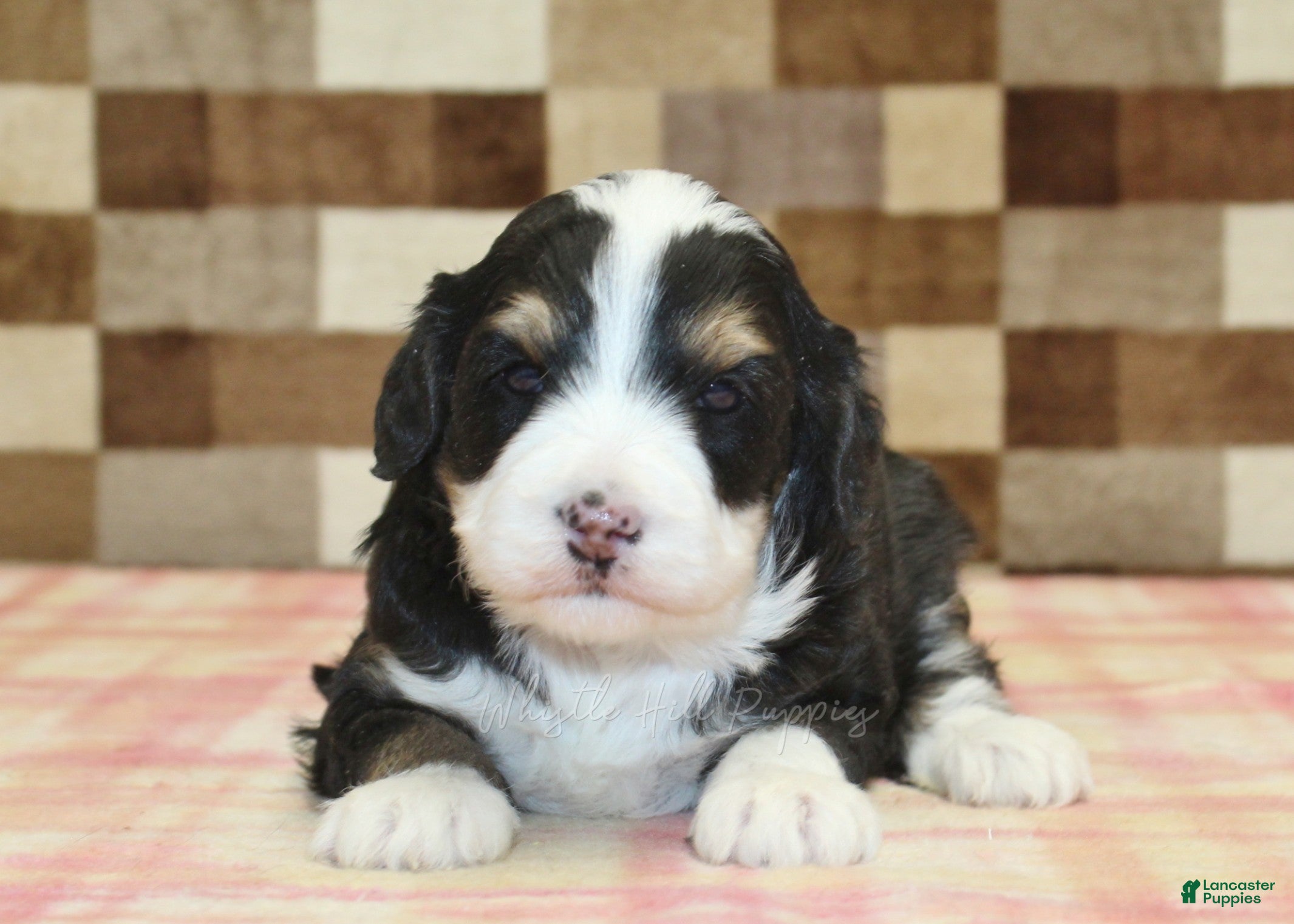 Mini Bernedoodle dogs Rascal - Ad 2