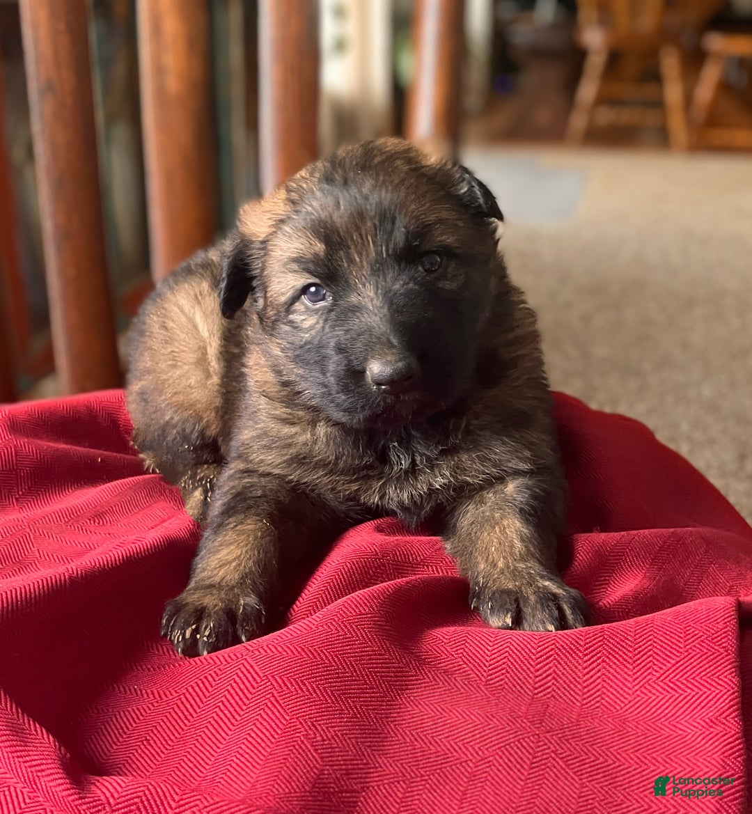 German Shepherd dogs for sale: ♥️KING♥️ - Ad 8