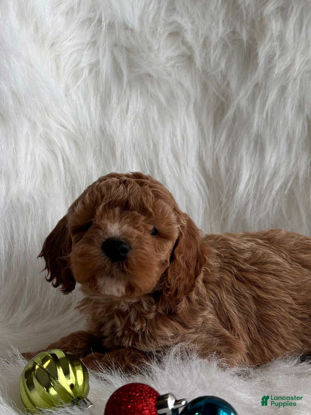 Mixed Breed dogs for sale: Mini Merry  - Ad 4