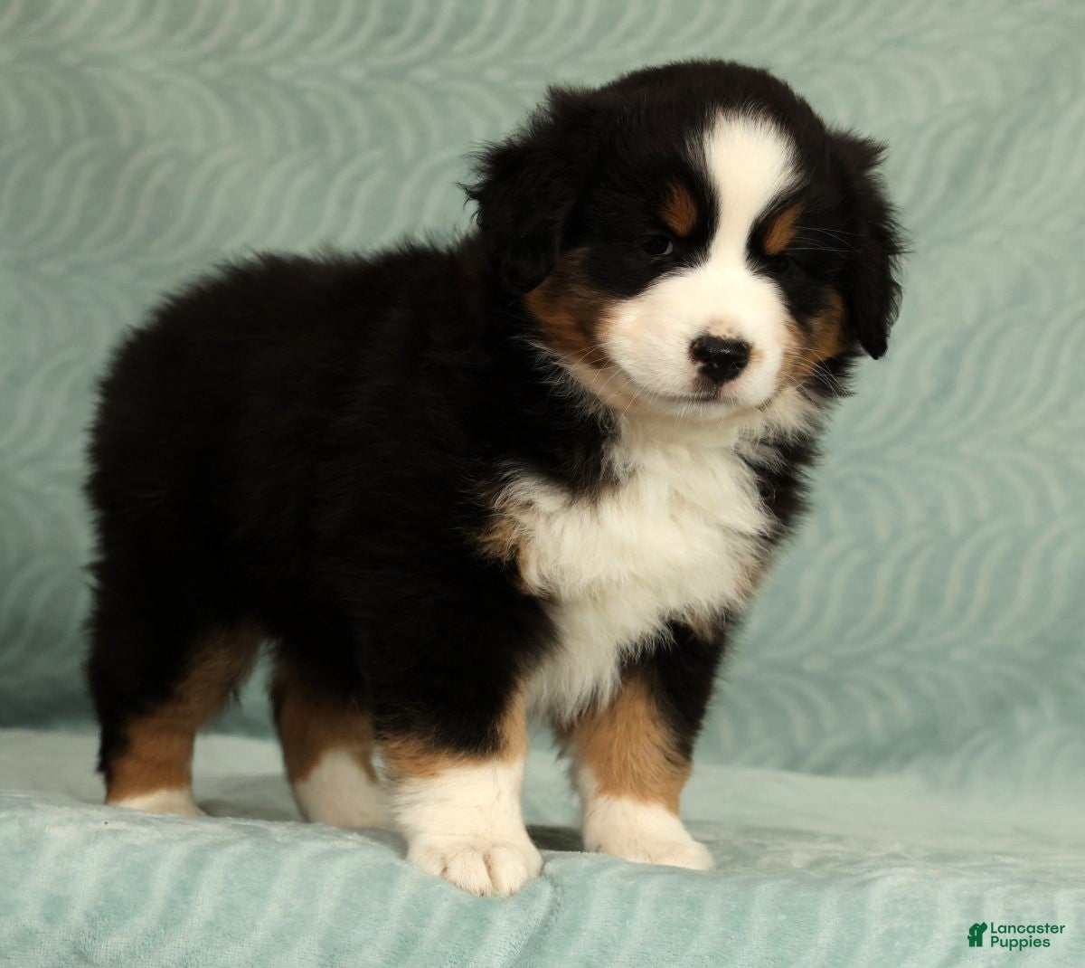 Australian Shepherd dogs for sale: June - Ad 3