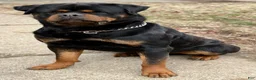 Rottweiler dogs for stud: DoNeY Uno - XXL Ri Moby Dick  - Ad 2