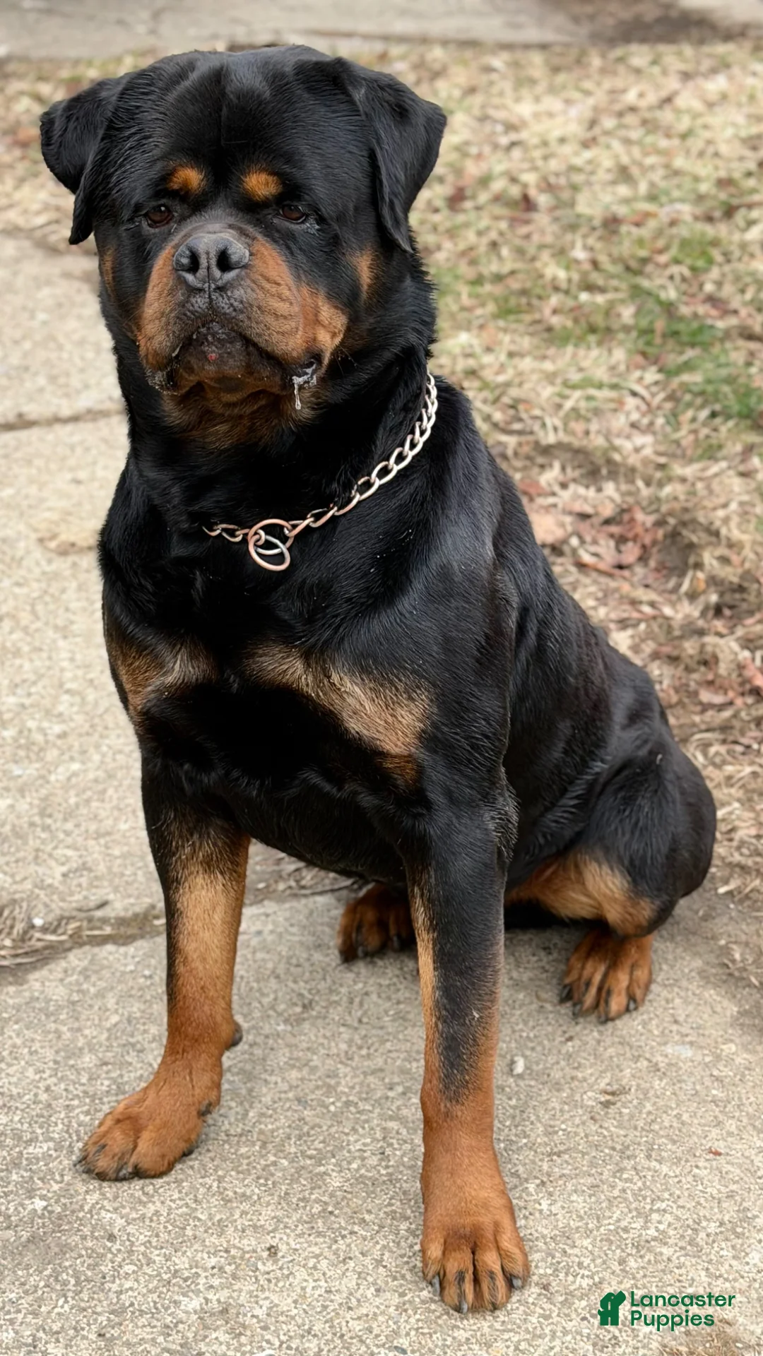 Rottweiler dogs for stud: DoNeY Uno - XXL Ri Moby Dick  - Ad 2