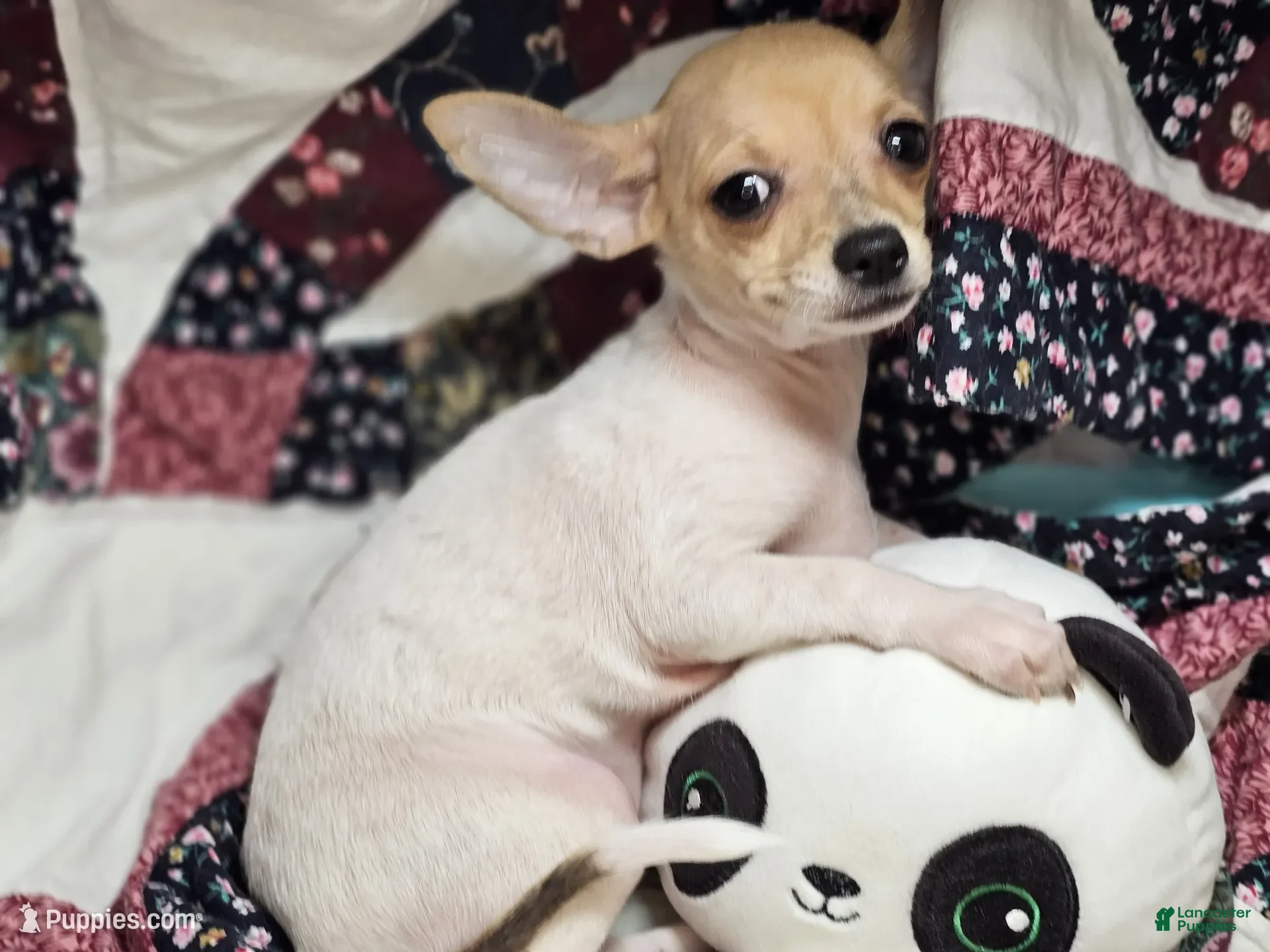 Chihuahua dogs Leyla  - Ad 11