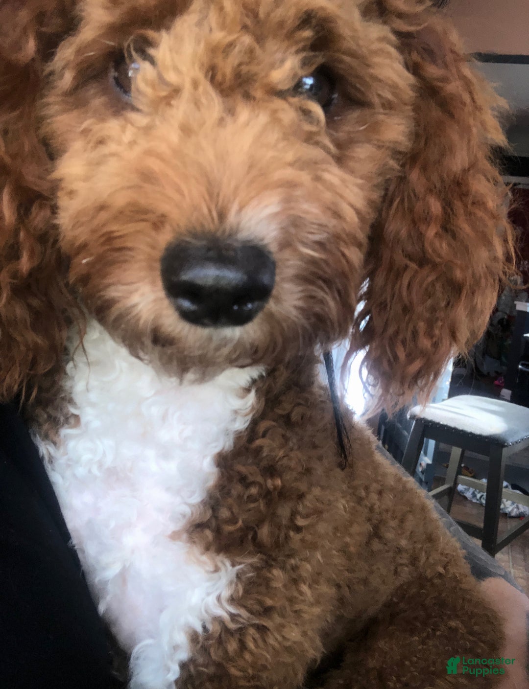 Mini Goldendoodle dogs for sale: Rosie - Ad 8