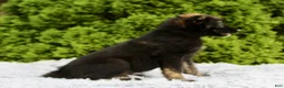 Mixed Breed dogs for sale: Jimmy - Ad 5