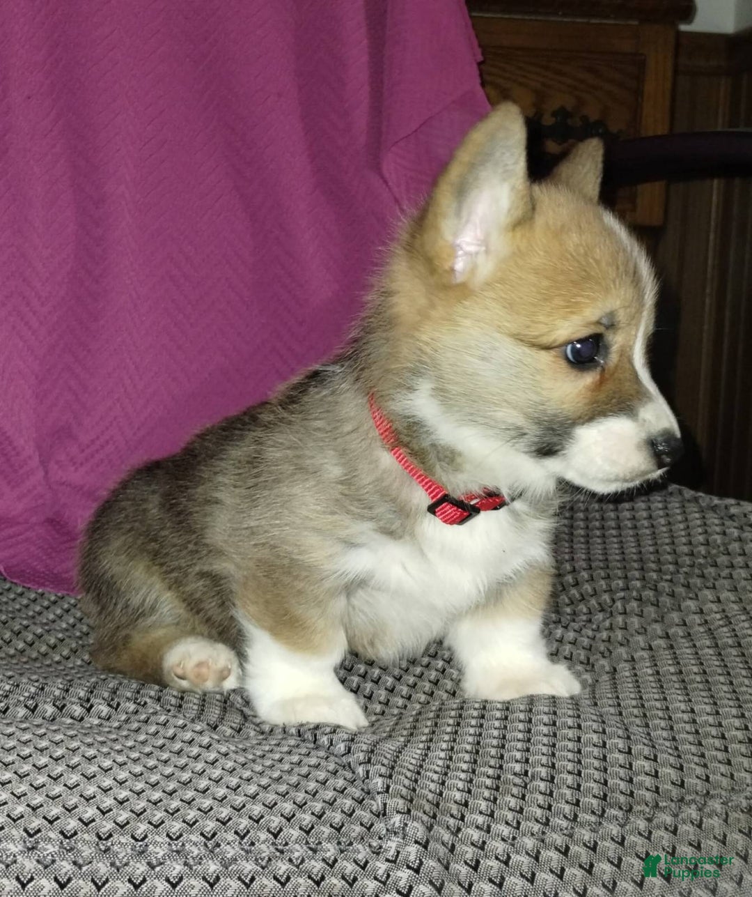 Welsh Corgi Pembroke dogs for sale: Riley - Ad 3