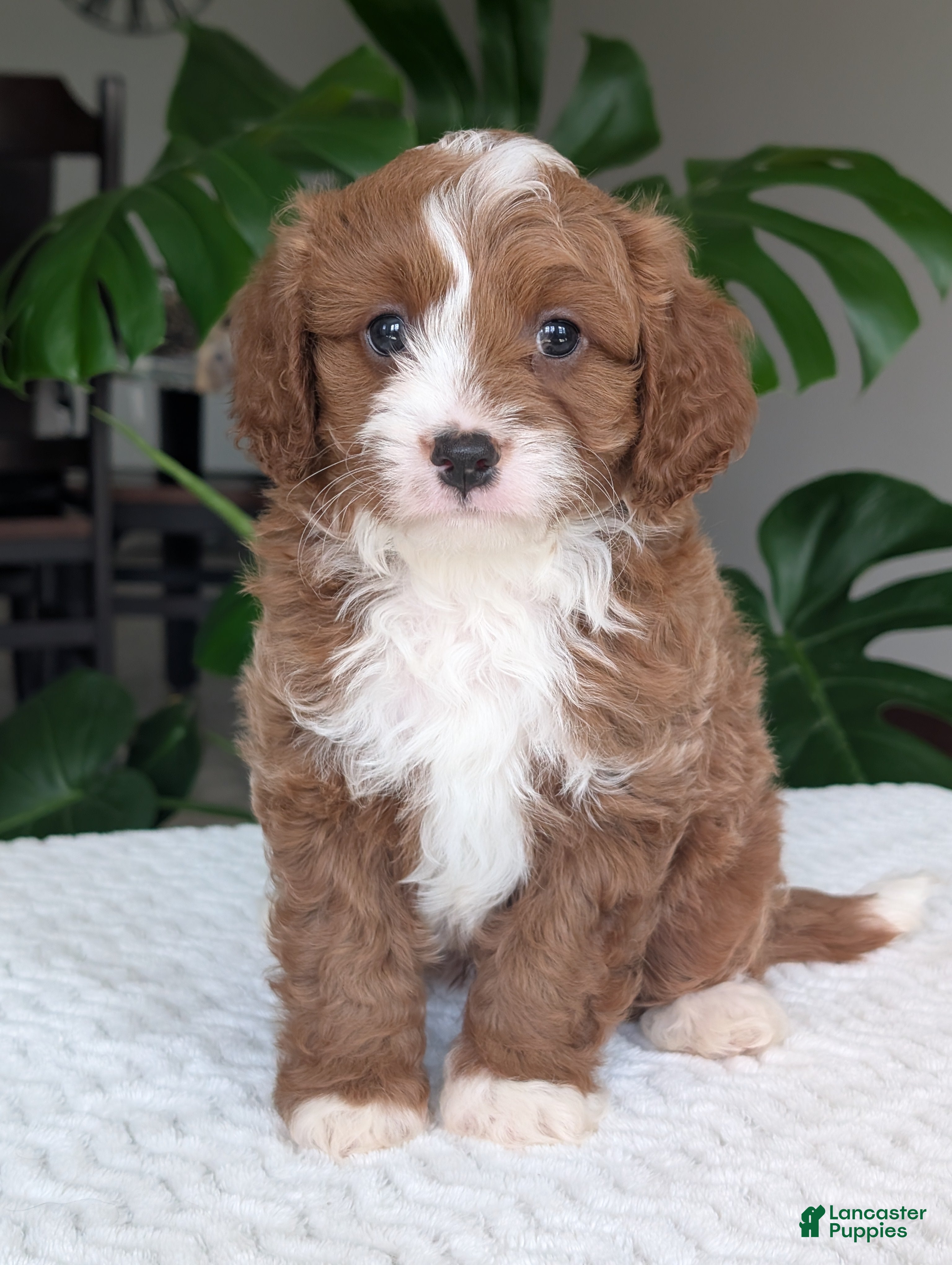Cavapoo dogs Joey - Ad 2