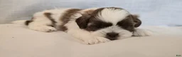 Shih Tzu dogs for sale: Nugget - Ad 5