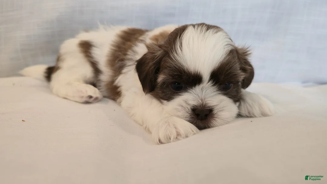 Shih Tzu dogs for sale: Nugget - Ad 5