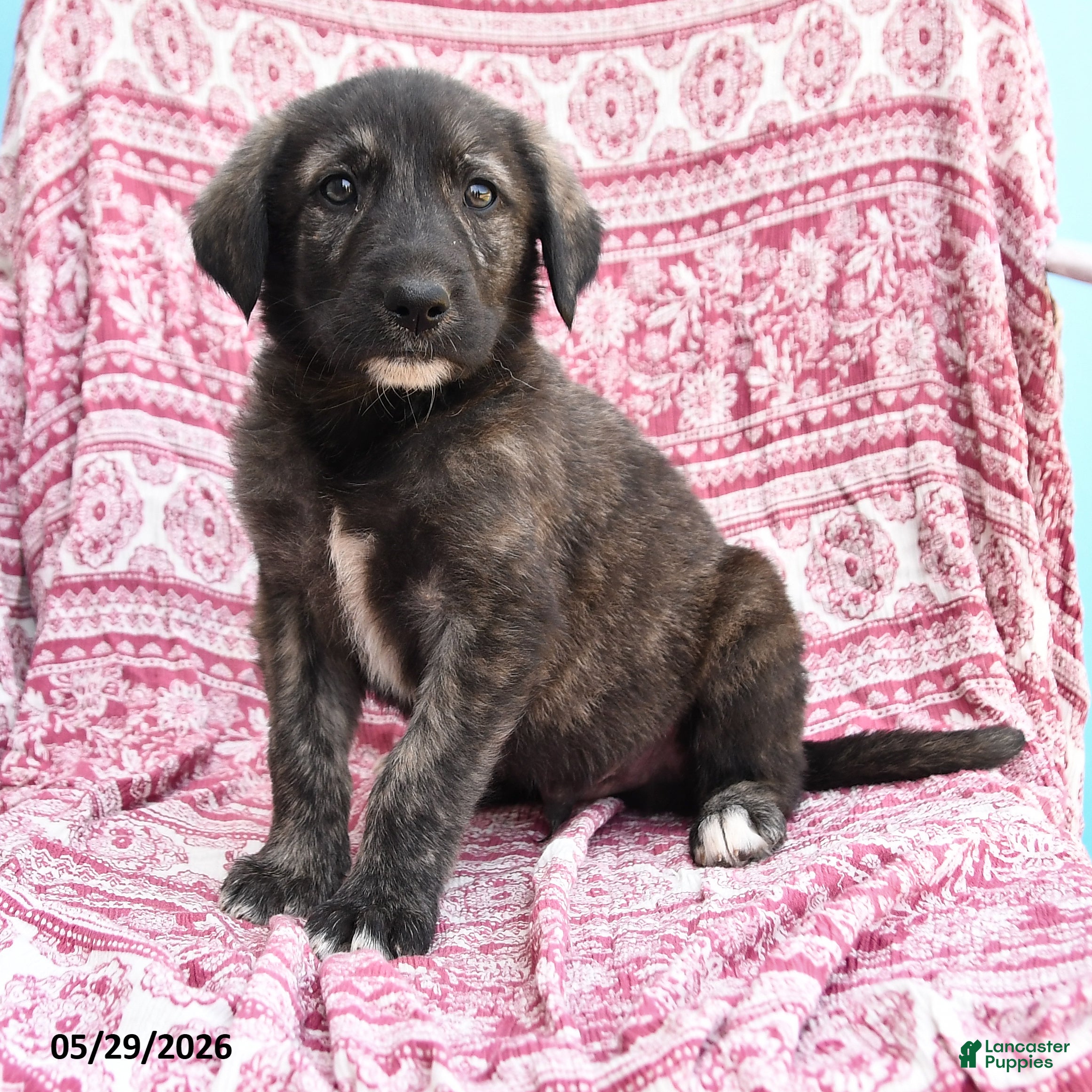 Mixed Breed dogs Herold - Ad 2