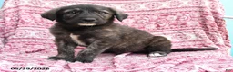 Mixed Breed dogs for sale: Herold - Ad 2
