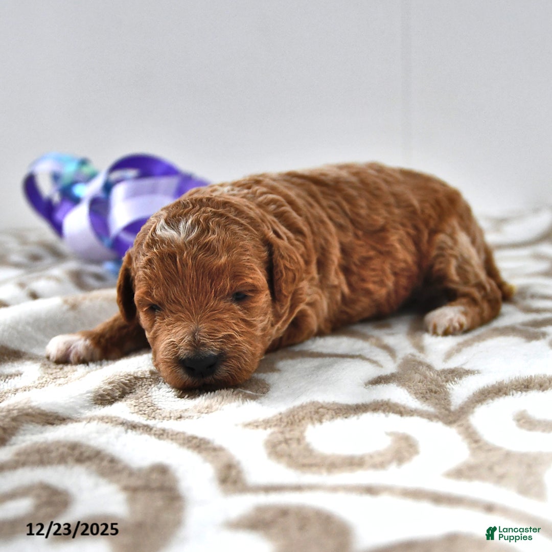 Mini Goldendoodle dogs for sale: Oprah - Ad 7