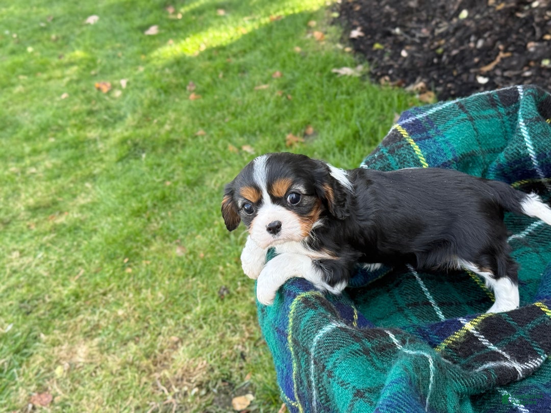 Cavalier King Charles Spaniel dogs for sale: Cutsie - Ad 10