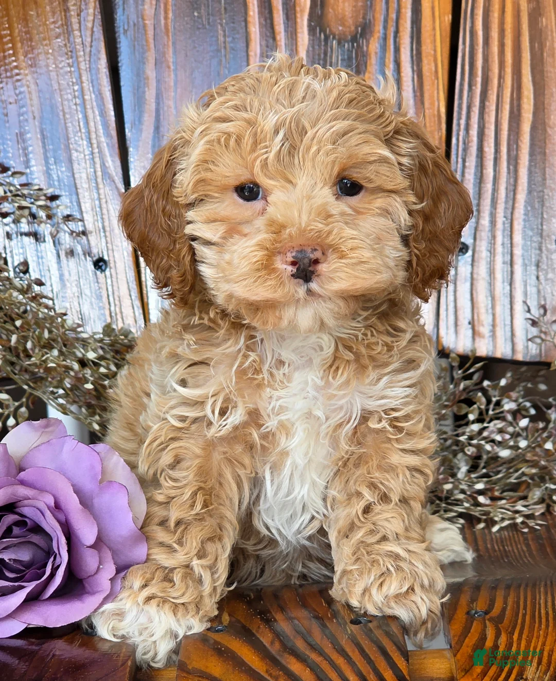 Cockapoo dogs for sale: Harley  - Ad 2