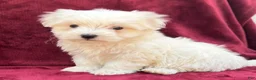 Maltese dogs for sale: Leo - Ad 3