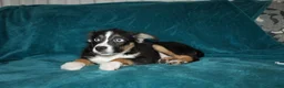 Miniature Australian Shepherd dogs for sale: Jingles  - Ad 4