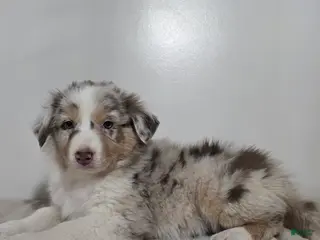 Australian Shepherd dogs Cinnamon - Ad 20