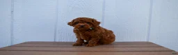 Miniature Poodle dogs for sale: Dustin 💕🐶 - Ad 4