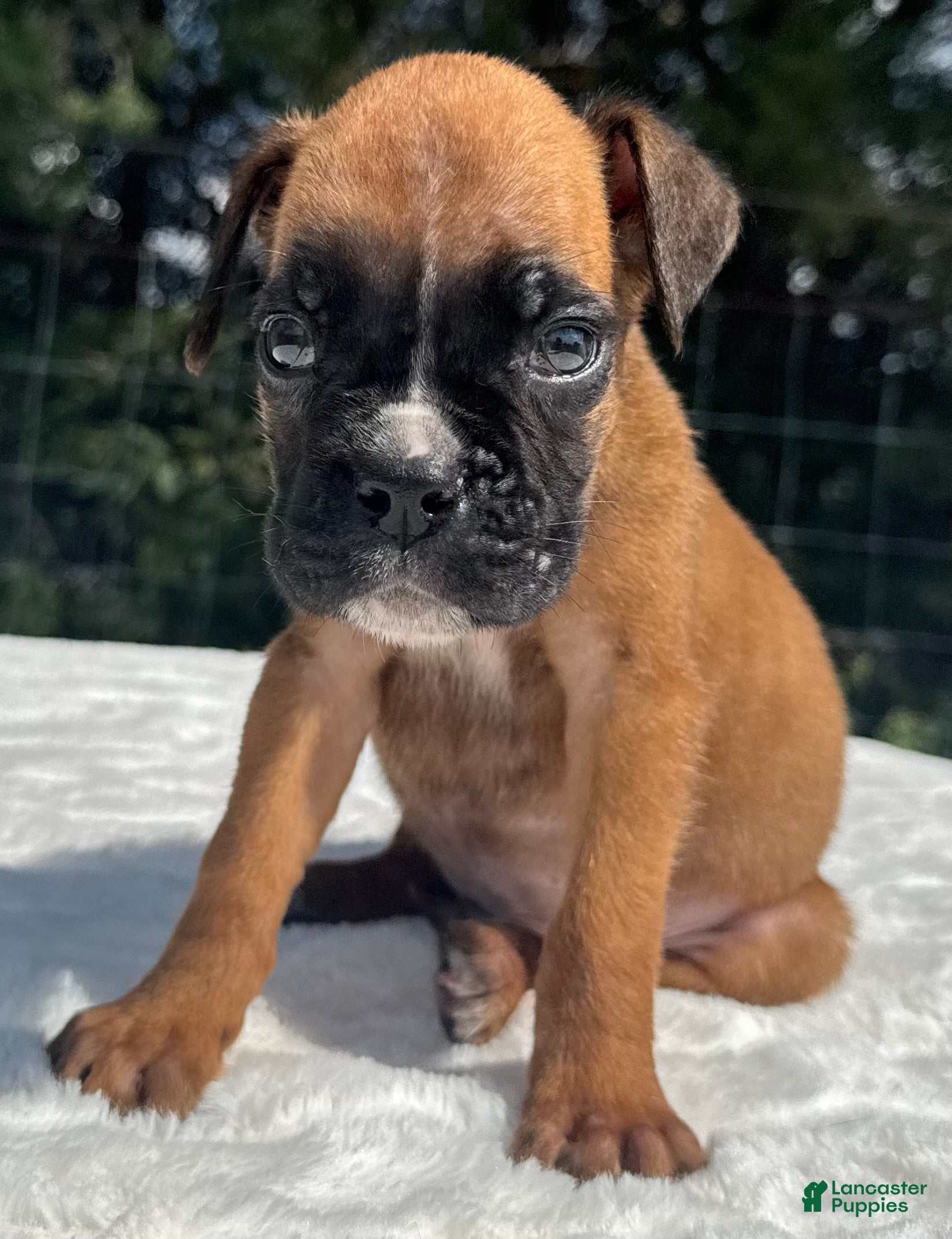 Boxer dogs Austin - Ad 1