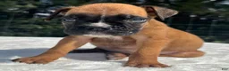 Boxer dogs for sale: Austin - Ad 1