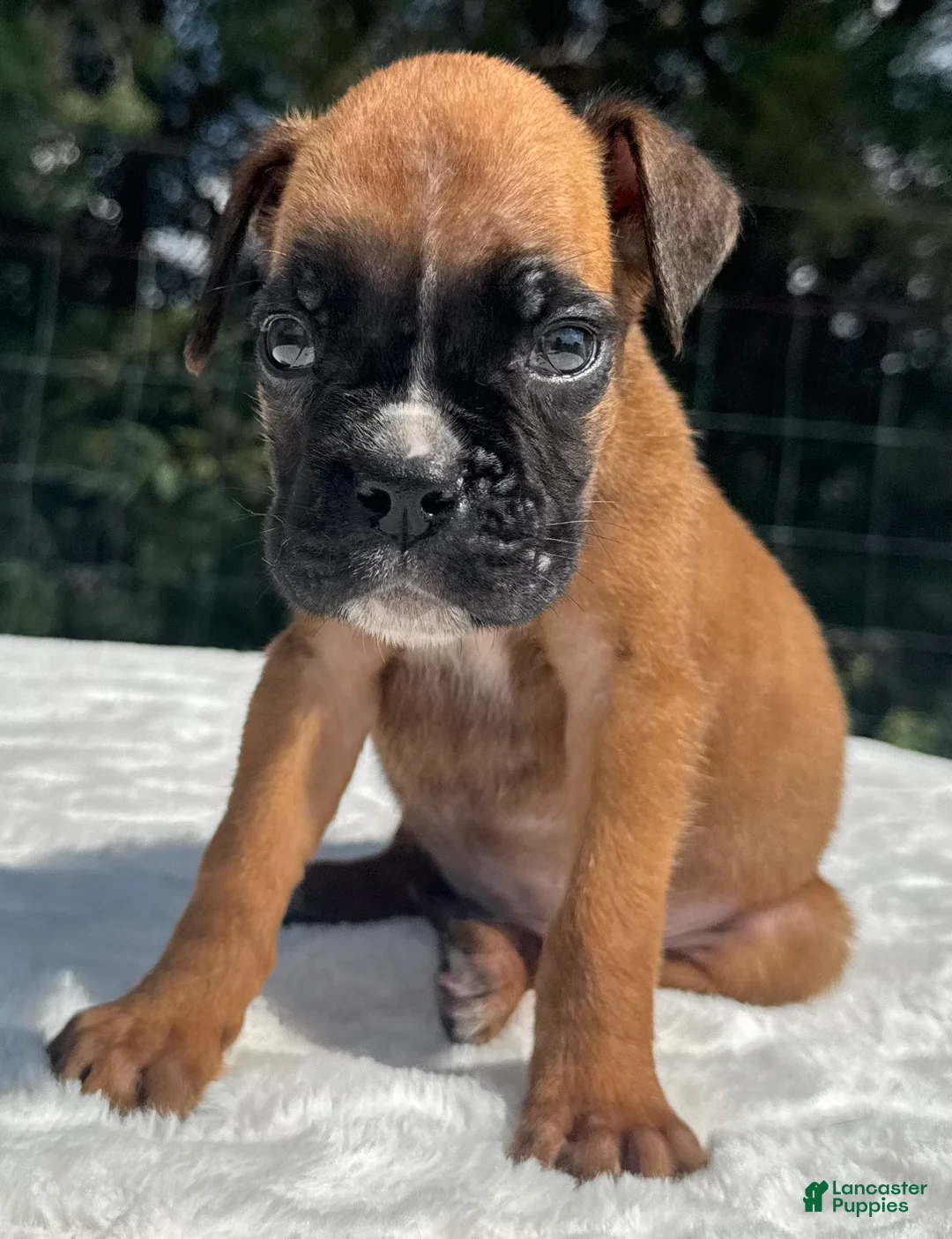 Boxer dogs for sale: Austin - Ad 1