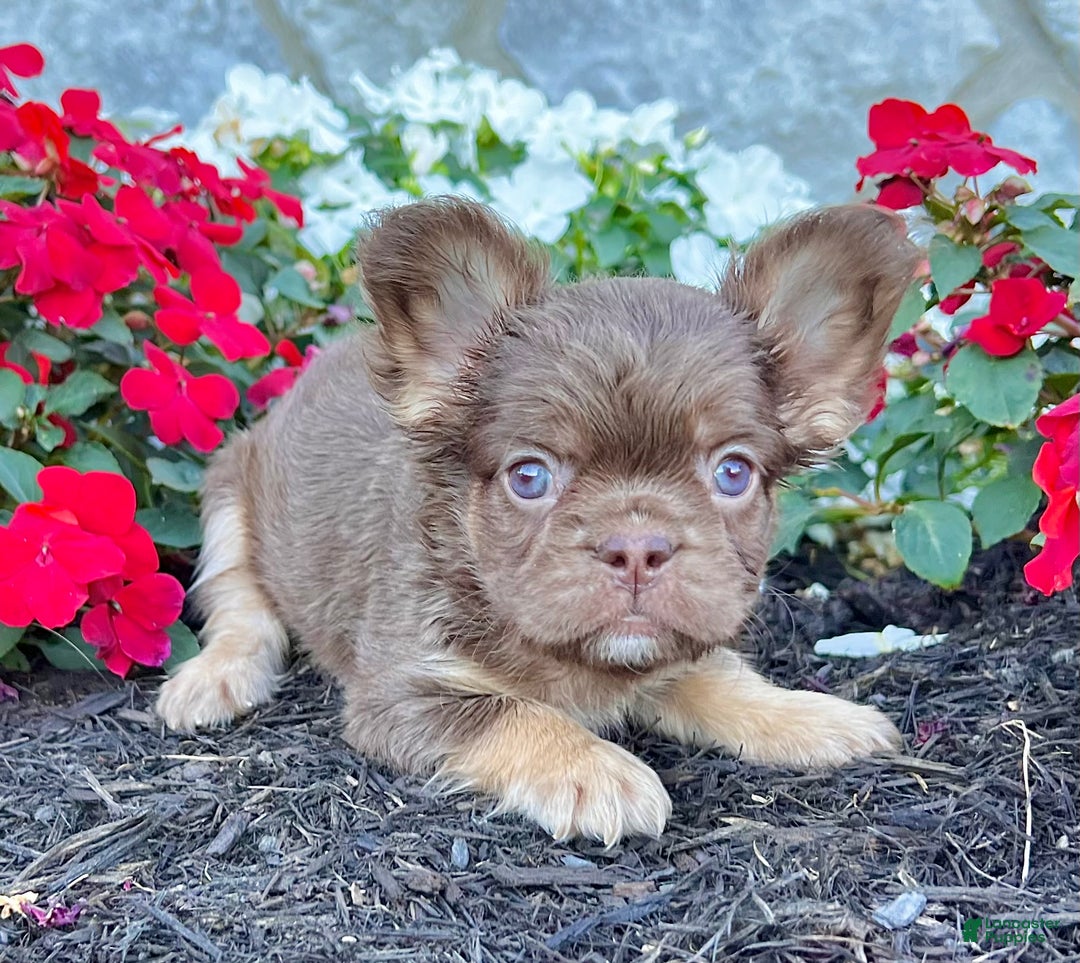 French Bulldog dogs for sale: Hannah - Ad 1