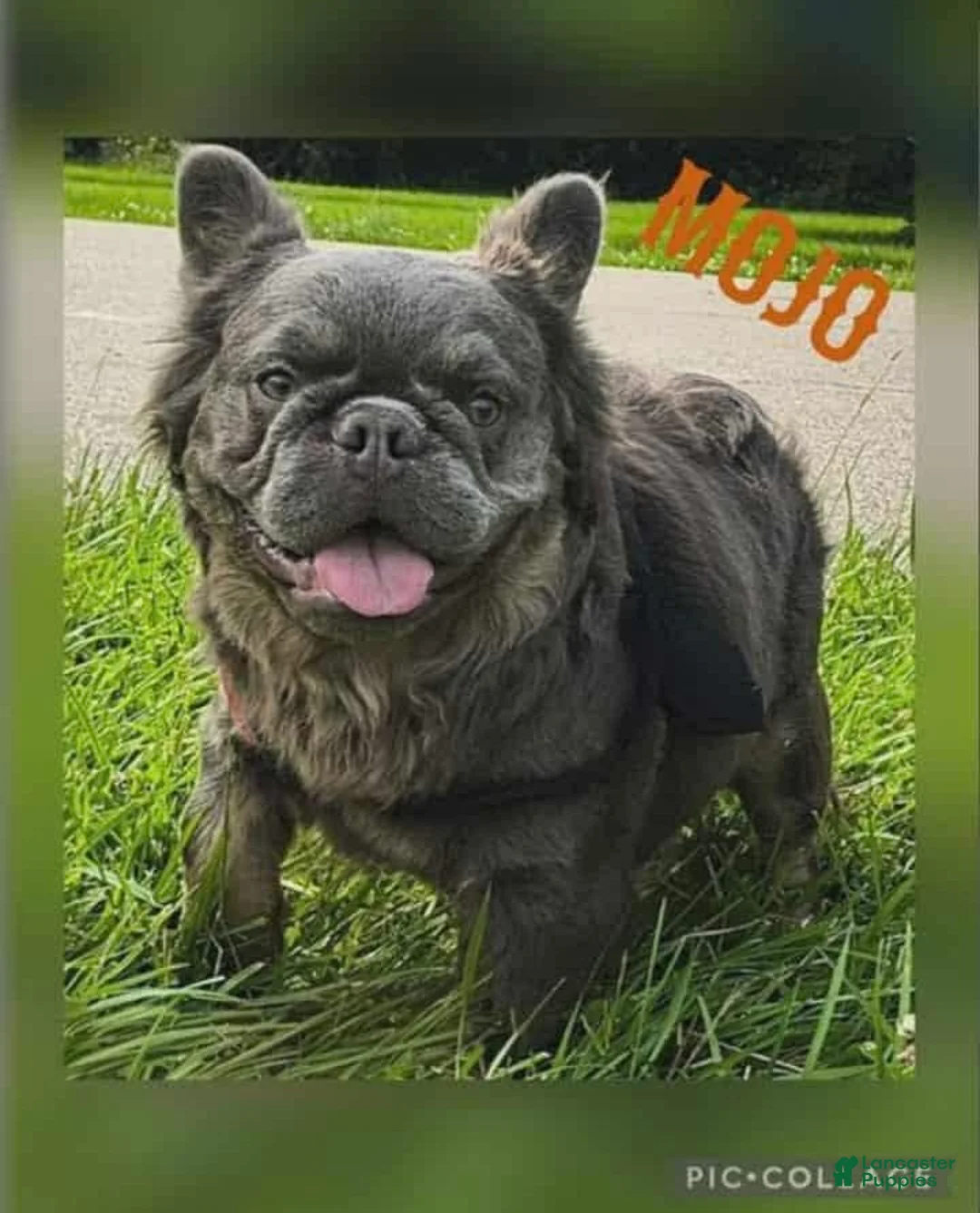 French Bulldog dogs for sale: Fluffy Louie - Ad 6