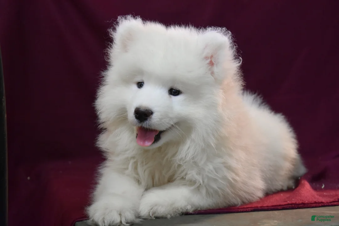 Samoyed dogs for sale: Darren - Ad 2