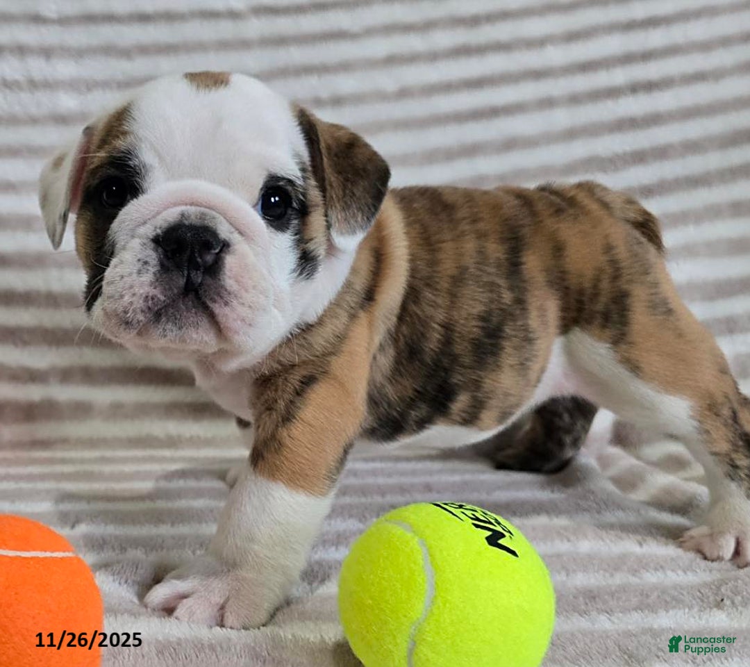 English Bulldog dogs for sale: Timmy - Ad 3