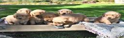 Golden Retriever dogs for sale: Roxy - Ad 3