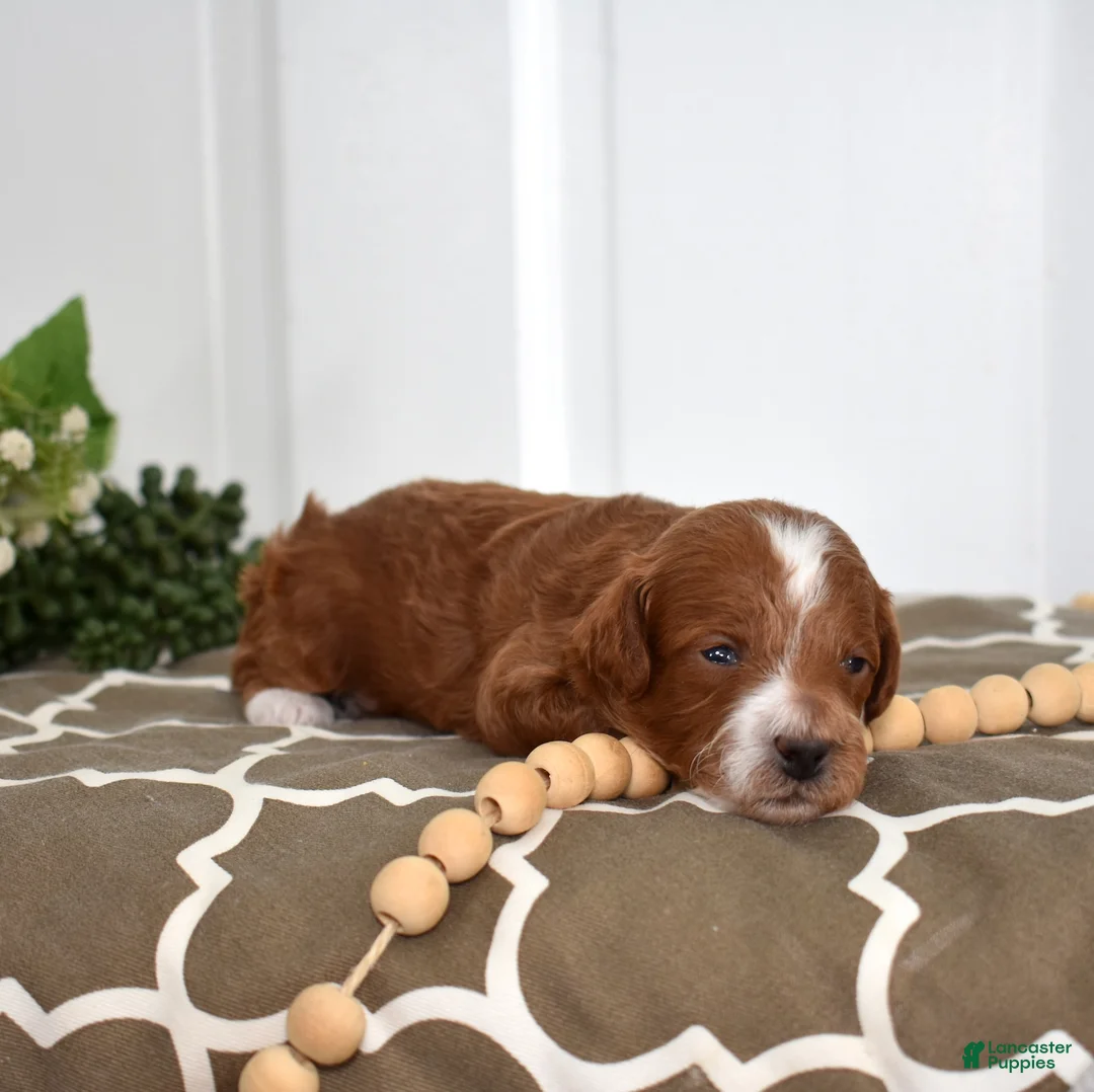 Toy Poodle dogs for sale: Parker  - Ad 4