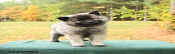 Keeshond dogs for sale: Nugget - Ad 1