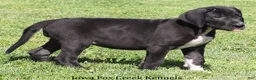 Great Dane dogs for sale: Mitzi - Ad 2