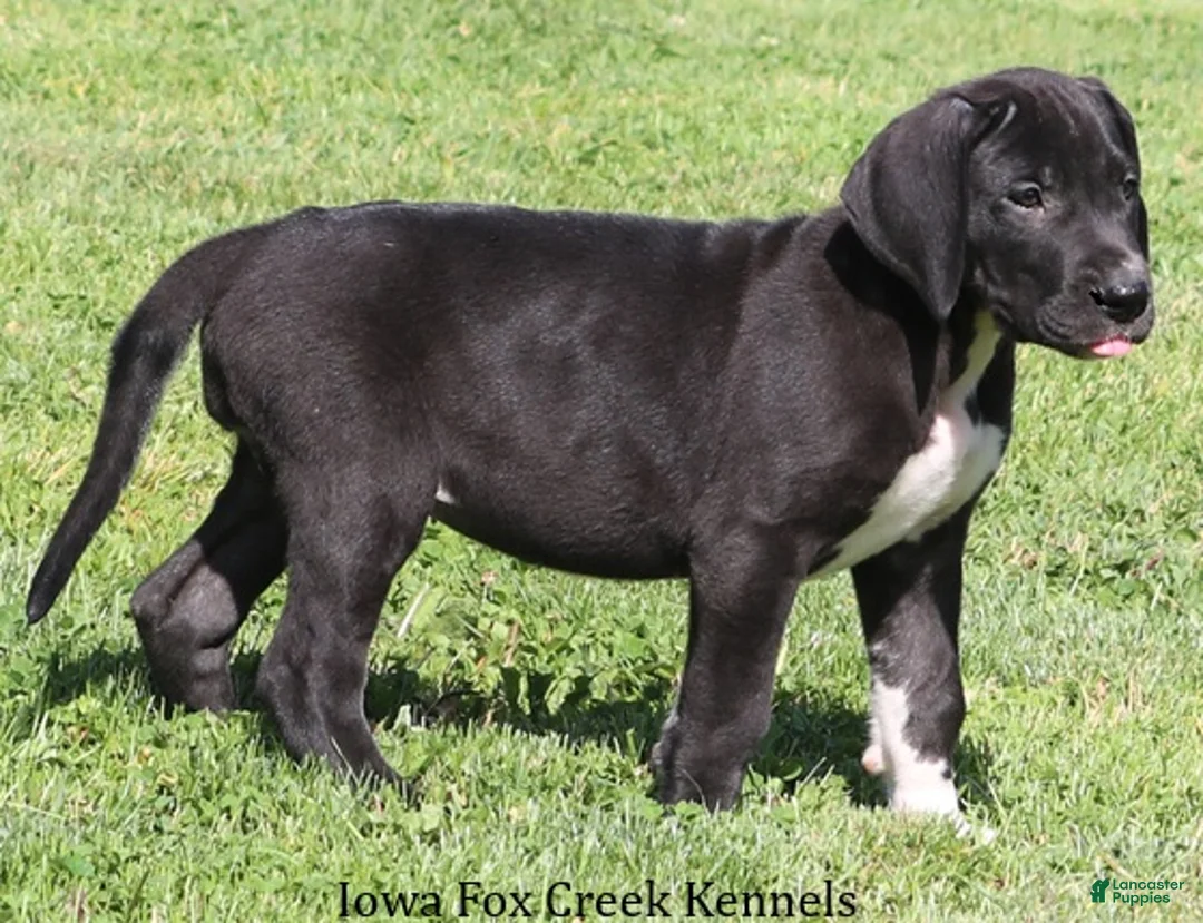 Great Dane dogs for sale: Mitzi - Ad 2