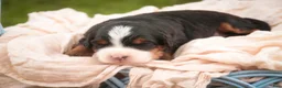 Bernedoodle dogs for sale: Sumit Miniature Bernedoodle  - Ad 3