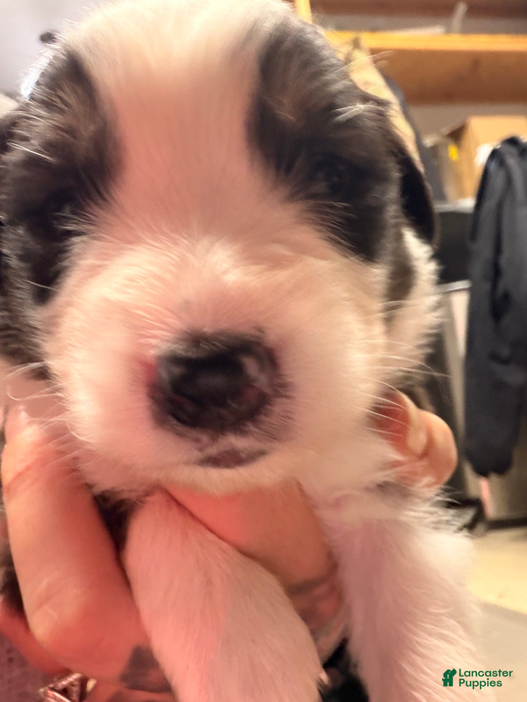 Australian Shepherd dogs for sale: Australian Shepherd Puppy - Gabby - Ad 3