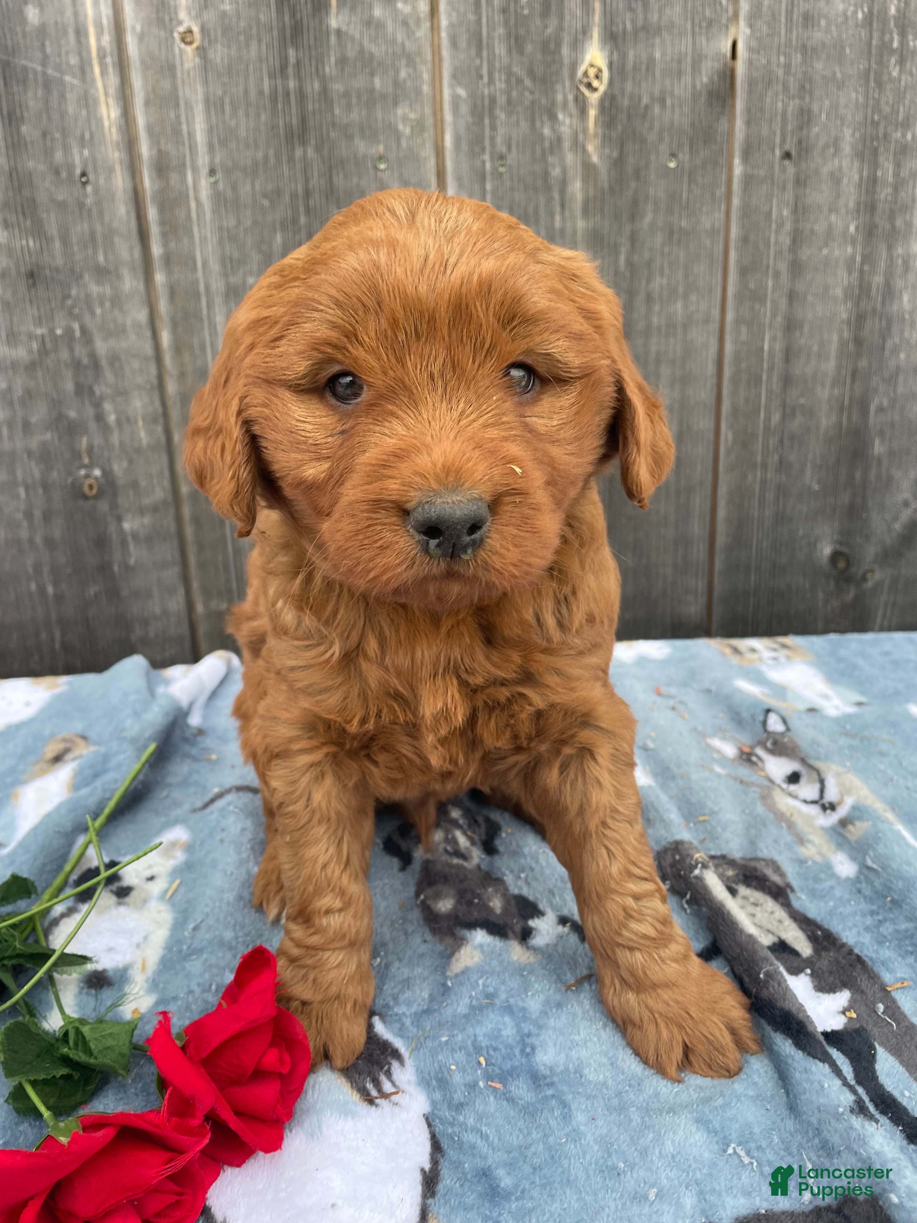 Mini Goldendoodle dogs Champ - Ad 36