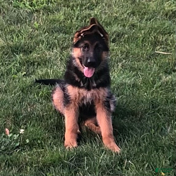 German Shepherd dogs Ella - Ad 1