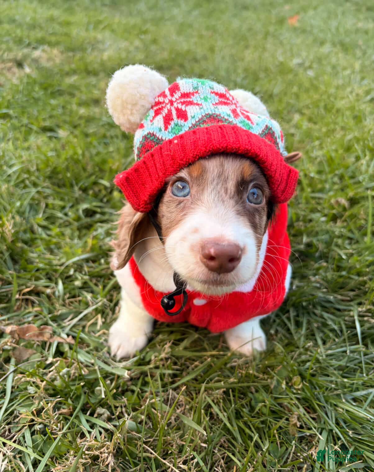 Miniature Dachshund dogs Jingles - Ad 15