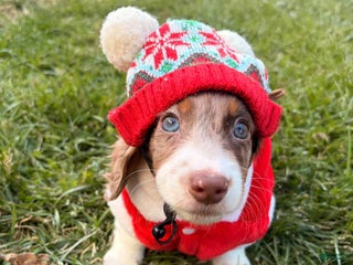 Miniature Dachshund dogs Jingles - Ad 15